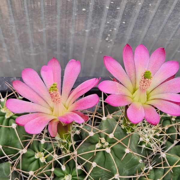Echinocereus mojavensis